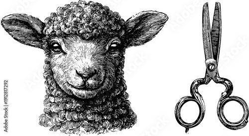 Vintage lamb head and full body sketch with shears - retro farm animal engraving for design and decor