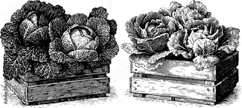 Vintage engraved illustration of leafy greens in wooden crates for retro designs