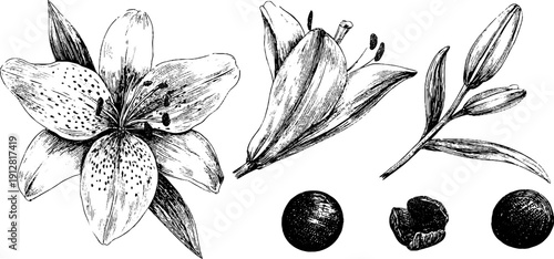 Hand drawn engraved illustration of lily flower with pollen and petal details for botanical designs