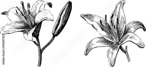 Elegant vintage lily flower set: hand drawn engraved illustration for botanical art