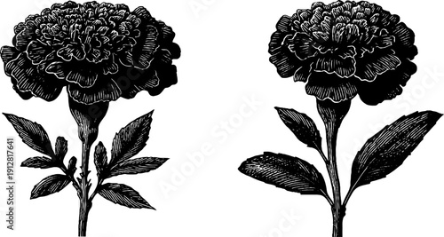 Vintage marigold flower and bud sketch for botanical design and decoration