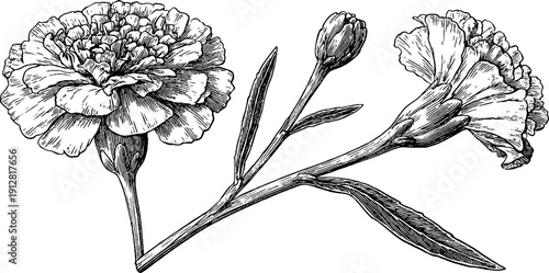 Engraved marigold flowers, buds, and leaves for retro botanical design