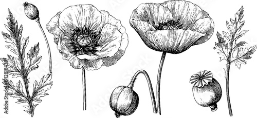 Vintage botanical sketch of poppy flowers and seed capsules for design and decoration