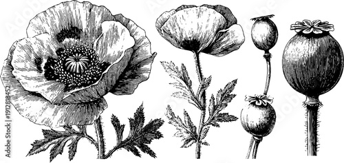 Vintage engraved illustration of poppy flowers and seed capsules for botanical design
