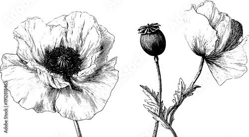 Detailed vintage engraving of poppy flower and seed pod for botanical design