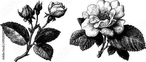 Vintage rose, bud, and leaf engraving illustration for retro design