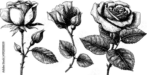 Elegant engraved roses and buds with leaves for botanical designs and decor