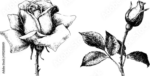 Vintage rose and bud with leaves engraving sketch for botanical design