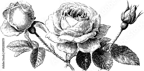Elegant rose flowers and buds with thorns – vintage engraved botanical art for design