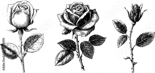 Vintage rose flower and leaf engravings - hand drawn botanical art for design