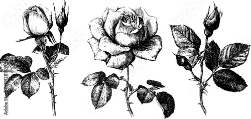 Vintage rose flower and leaf illustration set with thorn details for botanical art designs