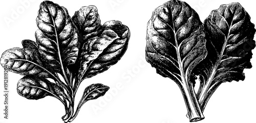 Vintage engraved sketch set of spinach bunch and kale leaf for retro design