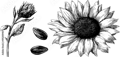 Vintage engraved sunflower set with seeds and stem for retro design and botanical studies
