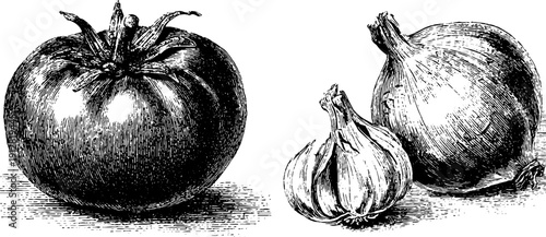 Vintage hand-drawn engraving of tomato, onion, and garlic for retro culinary designs