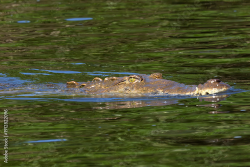 American crocodile (Crocodylus acutus), adult female floating on the surface in shallow water of a Central American river.