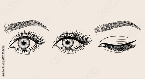 Detailed vector line art of female eyes with various lash styles and eyebrow shapes for beauty and makeup industry