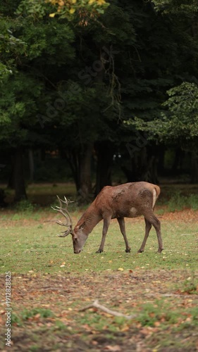 Sikawild im Wildpark, Deutschland