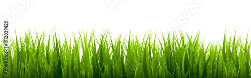 Meadow silhouette with green grass, plants on plain. Panoramic summer lawn landscape with herbs, various weeds. Herbal border, frame element. Black horizontal banners. Vector illustration