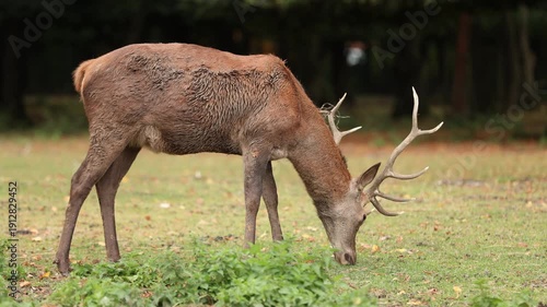 Sikawild im Wildpark, Deutschland