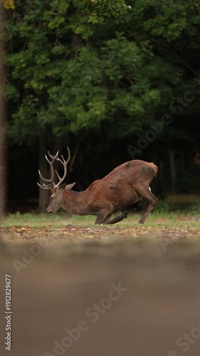 Sikawild im Wildpark, Deutschland