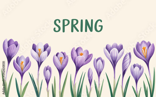 Purple crocus flowers blooming in spring with green leaves and stems on cream background