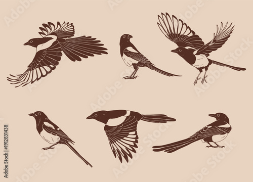 Magpie, flying bird, set. Hand drawn vector illustration