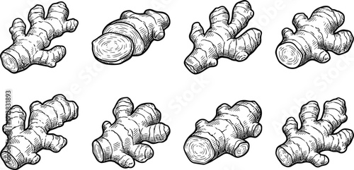 Ginger root illustration set, hand drawn botanical sketch collection, black and white vintage engraving style spice artwork