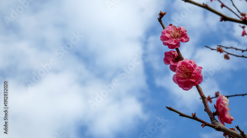 空と紅梅