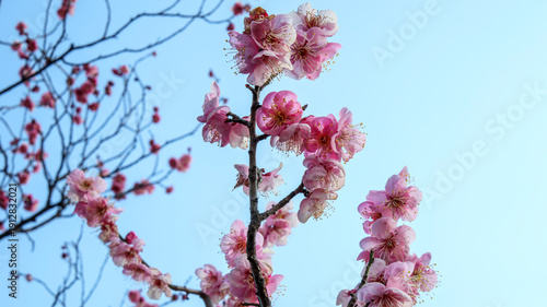 空と紅梅