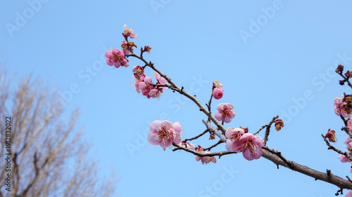空と紅梅