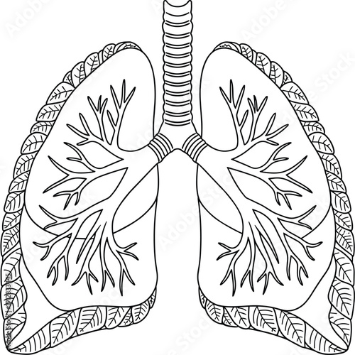 Human lungs anatomical line art vector illustration, detailed respiratory system outline drawing, medical biology organ structure isolated design