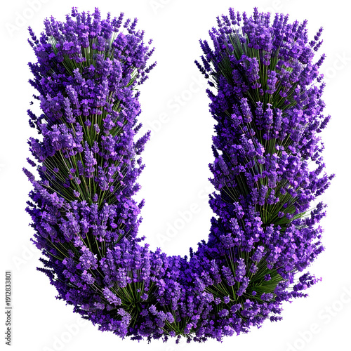 Alphabet letter U made of beautiful blooming lavender flowers isolated on transparent background studio shot