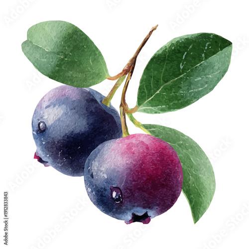 Bilberry, watercolor vector, isolated on a white background.