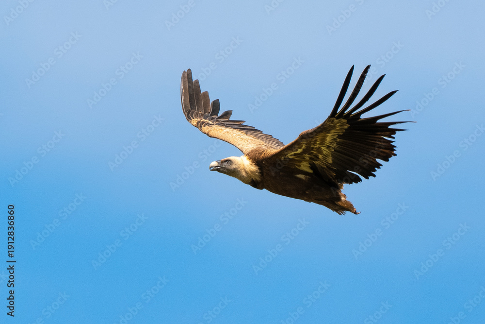 Fototapeta premium Vautour fauve