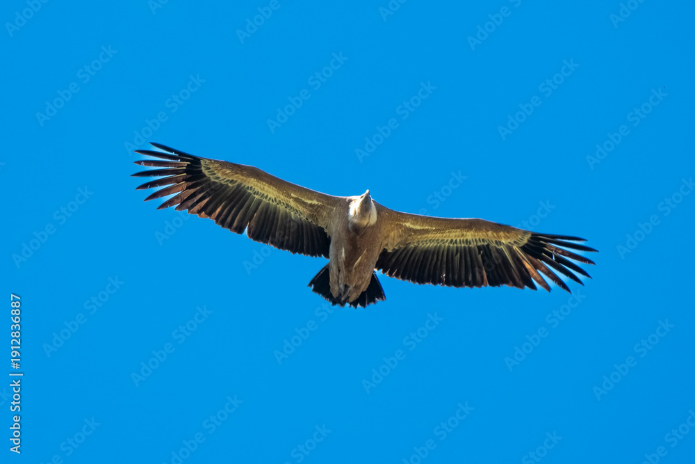 Fototapeta premium Vautour fauve