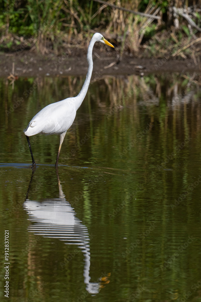 Naklejka premium Grande Aigrette