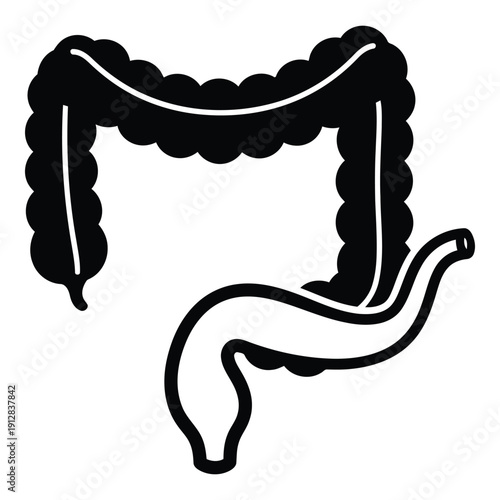 Illustration of the human digestive system highlighting the large and small intestines isolated on white background, Vector