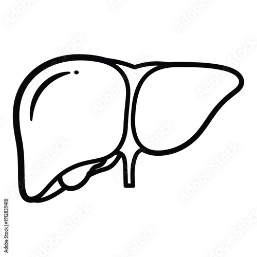 Illustration of the human liver with anatomical details and labels isolated on white background, Vector