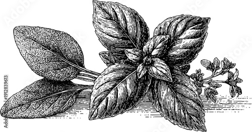 Vintage herbal sketch of basil bunch and oregano sprig for culinary design