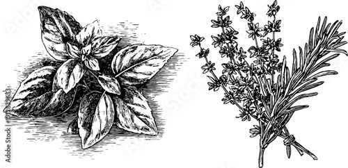 Vintage botanical illustration of basil and rosemary for herbal design