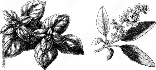 Vintage botanical illustration of basil bunch and oregano sprig for herbal design