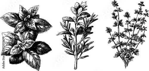 Vintage herb sketch set: basil bunch and rosemary sprig engraving for culinary designs