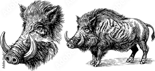 Vintage engraving of boar head and full body with tusks for posters or cards