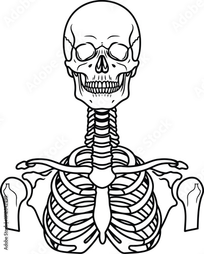 Detailed illustration of the human skeletal system focusing on the ribcage and skull isolated on white background, Vector