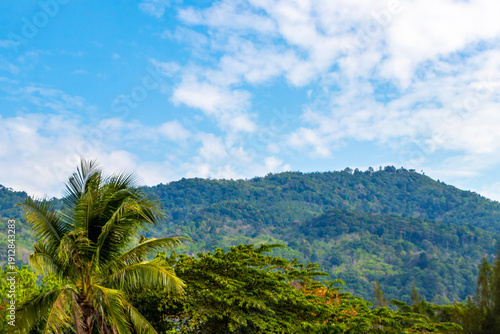 Wallpaper Mural Thailand Tropical palm trees rainforest on mountain hill blue sky. Torontodigital.ca