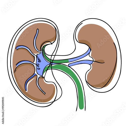 Anatomical illustration of human kidneys and urinary system structure  