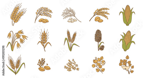 Hand drawn cereal grains and healthy seeds vector collection