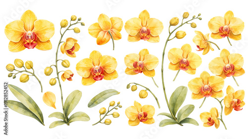 A charming watercolor collection of golden yellow orchids, including fully bloomed phalaenopsis flowers, delicate unopened buds on arching stems, and soft green leaves with natural watercolor shading.