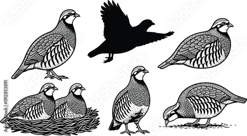 Vintage hand drawn partridge bird collection with flying silhouette, nesting pair, and standing poses in woodcut engraving style on white background