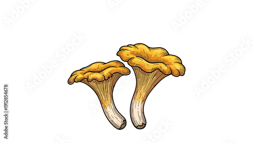 Detailed botanical illustration of two fresh yellow chanterelle mushrooms with wavy caps and textured stems on a white background.